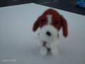 boomer-hondje-210
